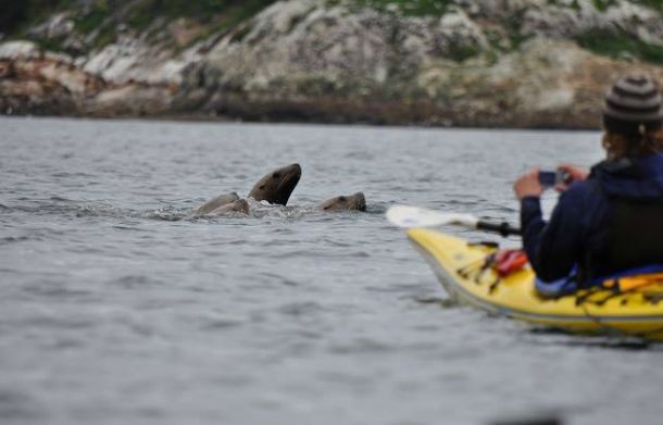 Seals poke up to visit some scouts as they kayak past